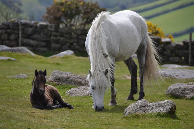 Dartmoor Pony- Outreach, DPHT.jpg